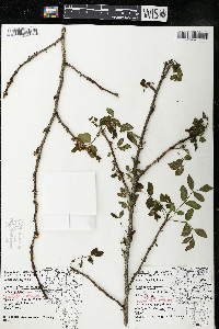 Zanthoxylum americanum image