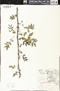 Zanthoxylum americanum image