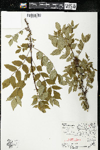 Zanthoxylum americanum image