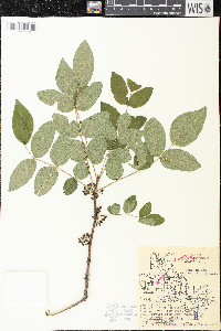 Zanthoxylum americanum image