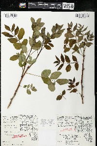 Zanthoxylum americanum image