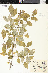 Zanthoxylum americanum image