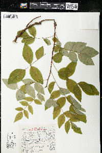 Zanthoxylum americanum image