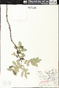 Zanthoxylum americanum image