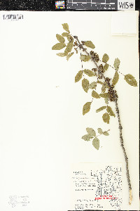 Zanthoxylum americanum image