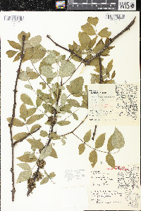 Zanthoxylum americanum image