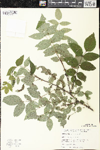 Zanthoxylum americanum image