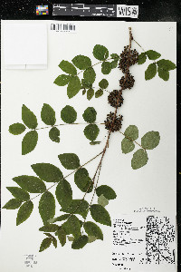 Zanthoxylum americanum image