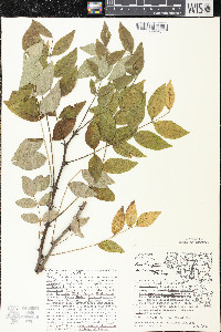 Zanthoxylum americanum image