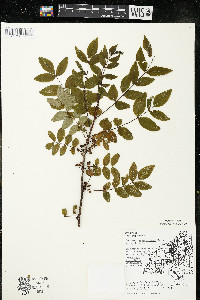 Zanthoxylum americanum image