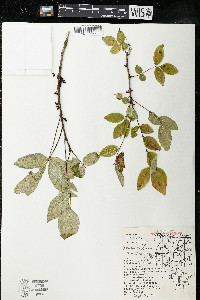 Zanthoxylum americanum image