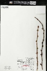 Zanthoxylum americanum image