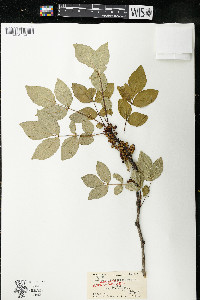 Zanthoxylum americanum image