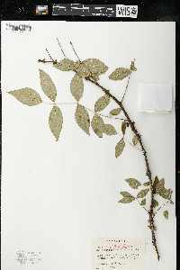 Zanthoxylum americanum image