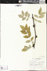 Zanthoxylum americanum image