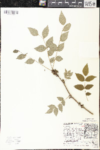 Zanthoxylum americanum image