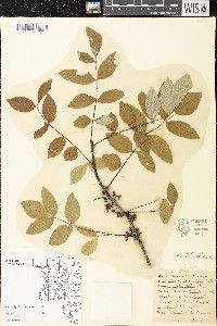 Zanthoxylum americanum image