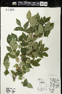 Zanthoxylum americanum image