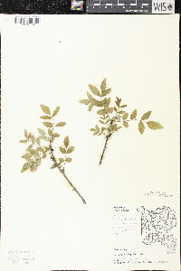 Zanthoxylum americanum image