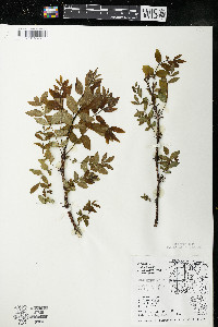 Zanthoxylum americanum image