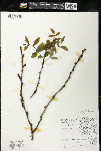 Zanthoxylum americanum image