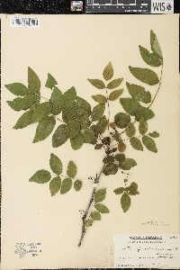 Zanthoxylum americanum image