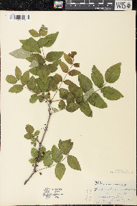 Zanthoxylum americanum image