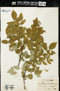 Zanthoxylum americanum image