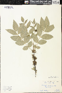 Zanthoxylum americanum image