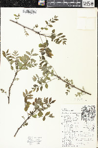 Zanthoxylum americanum image