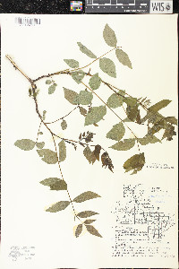 Zanthoxylum americanum image