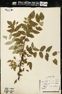 Zanthoxylum americanum image