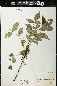 Zanthoxylum americanum image