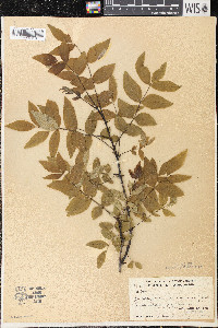 Zanthoxylum americanum image