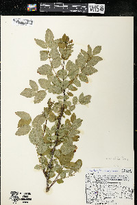 Zanthoxylum americanum image