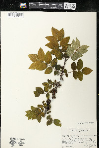 Zanthoxylum americanum image