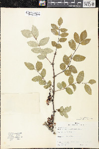 Zanthoxylum americanum image