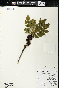 Zanthoxylum americanum image