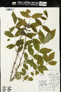 Zanthoxylum americanum image