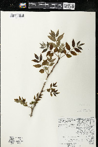 Zanthoxylum americanum image