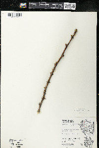 Zanthoxylum americanum image
