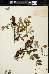 Zanthoxylum americanum image