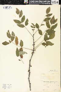 Zanthoxylum americanum image