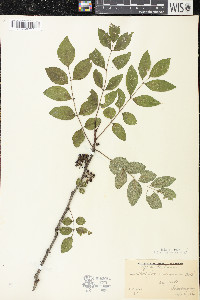 Zanthoxylum americanum image