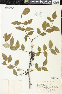 Zanthoxylum americanum image