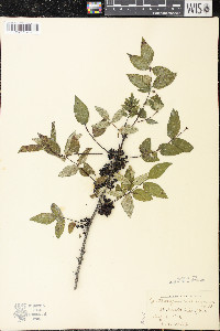 Zanthoxylum americanum image