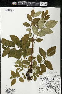 Zanthoxylum americanum image