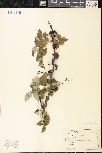 Zanthoxylum americanum image