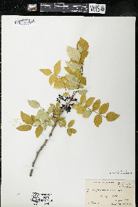 Zanthoxylum americanum image