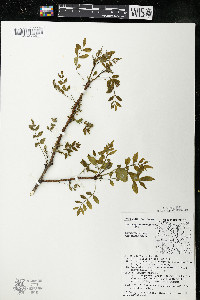 Zanthoxylum americanum image